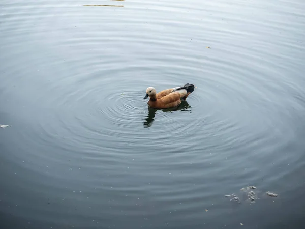 Pato selvagem nadando em água do lago claro no parque de verão. plano geral — Fotografia de Stock