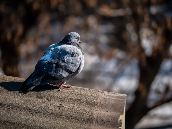 Großaufnahme der städtischen Taube, die auf der Brüstung des Gebäudes sitzt. Selektiver Fokus mit dem Teleobjektiv — Stockfoto