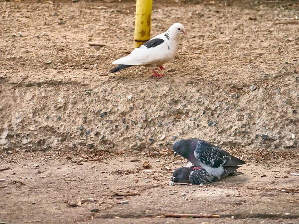 Два голубя спариваются, сидя на гранитном заборе. Генеральный план — стоковое фото