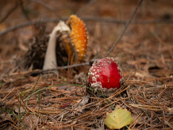 Amanita muscaria, flugsvamp, giftig svamp med röd pileus i höstskogen. suddig bakgrund — Stockfoto