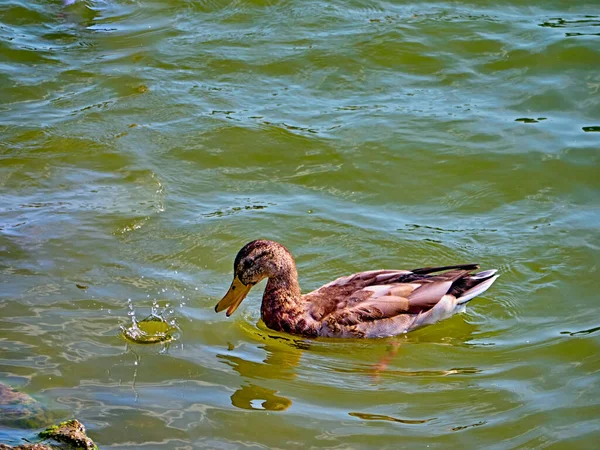 Wildenten schwimmen im klaren Wasser des Sees im Sommerpark. Allgemeiner Plan — Stockfoto