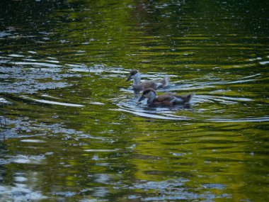 Vahşi ördekler gölette yüzerler.