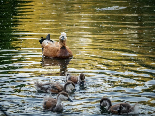 Vadkacsa Úszás Tiszta Víz Nyári Parkban — Stock Fotó