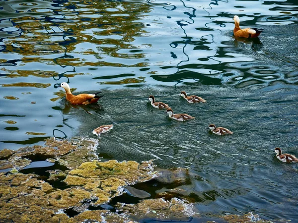 Wild Duck Swimming Clear Lake Water Summer Park — Stock Photo, Image