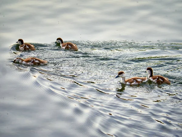 Pato Selvagem Nadando Água Lago Claro Parque Verão — Fotografia de Stock