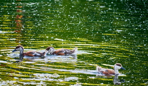 野生のアヒルが池を泳いでいます — ストック写真