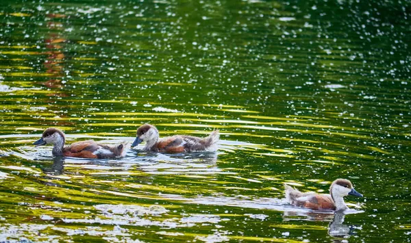 Wild Ducklings Swim Pond — Stock Photo, Image