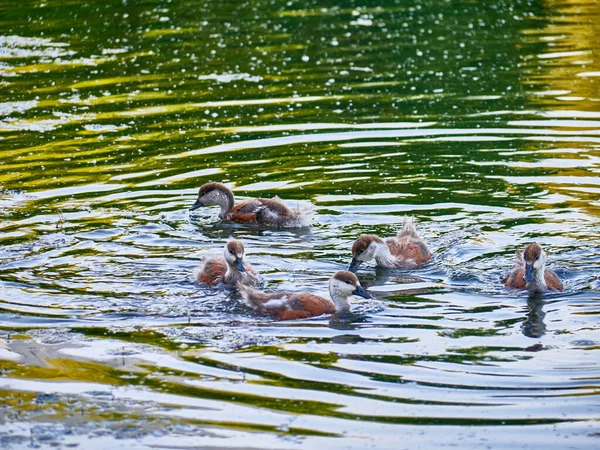 Canetons Sauvages Nagent Dans Étang — Photo