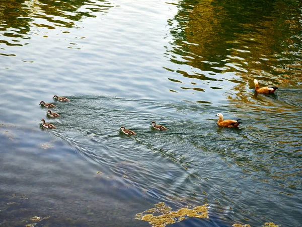 Vadkacsa Úszás Tiszta Víz Nyári Parkban — Stock Fotó