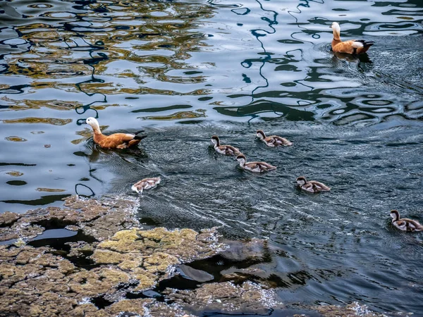 夏の公園の澄んだ湖の水で野生のアヒルの水泳 — ストック写真
