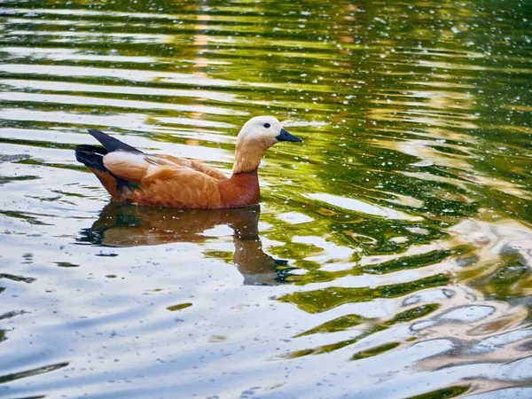 Anatra Selvatica Nuotare Acque Limpide Del Lago Nel Parco Estivo — Foto Stock