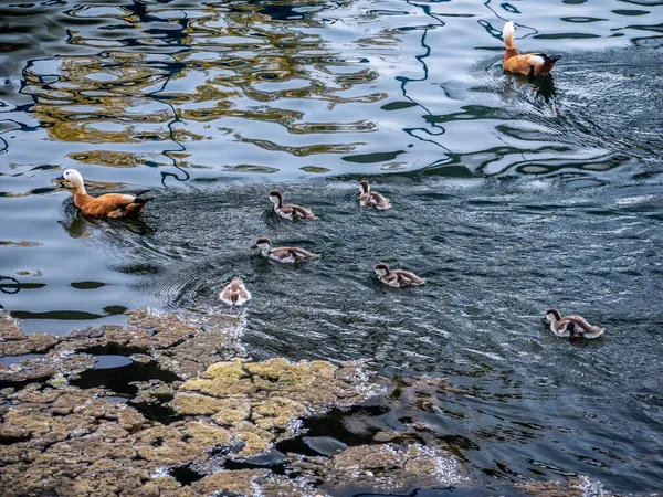Wildente Schwimmt Klaren Seewasser Sommerpark — Stockfoto