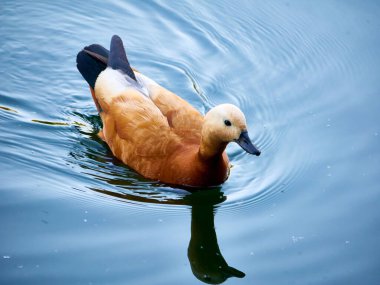 Yaz parkında açık göl suyunda yüzen vahşi ördek..