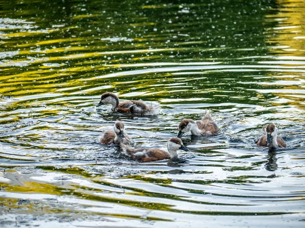 Wildküken Schwimmen Teich — Stockfoto