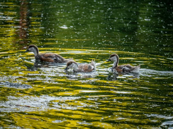 Wild Ducklings Swim Pond — Stock Photo, Image