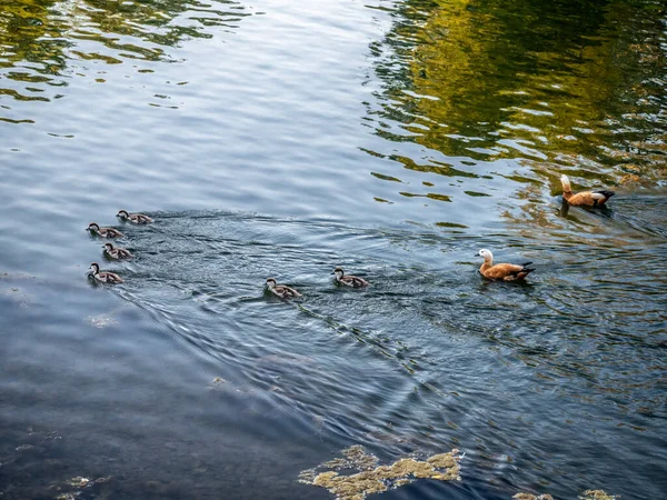 夏の公園の澄んだ湖の水で野生のアヒルの水泳 — ストック写真