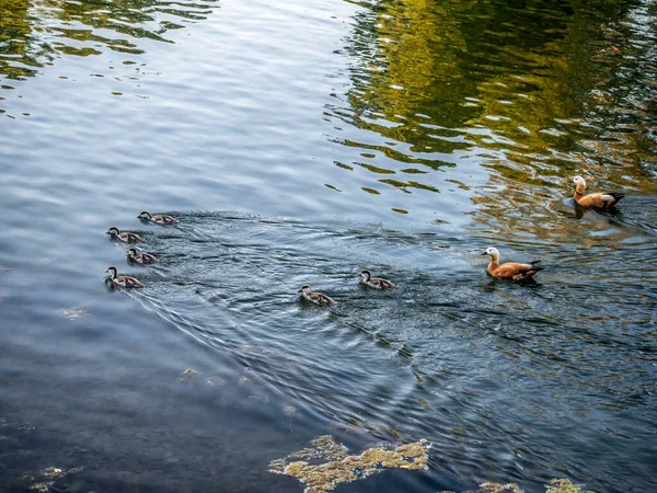 夏の公園の澄んだ湖の水で野生のアヒルの水泳 — ストック写真