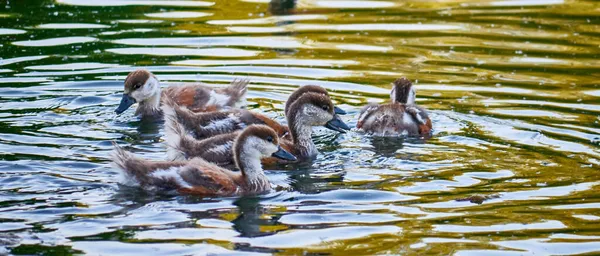 Patinhos Selvagens Nadar Lagoa — Fotografia de Stock