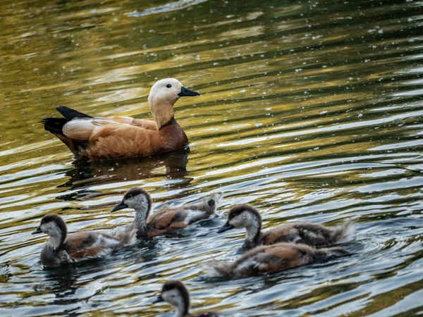 Wildente Schwimmt Klaren Seewasser Sommerpark — Stockfoto