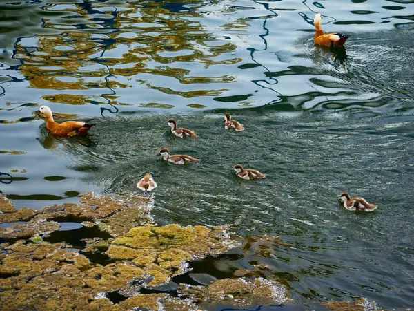 夏の公園の澄んだ湖の水で野生のアヒルの水泳 — ストック写真