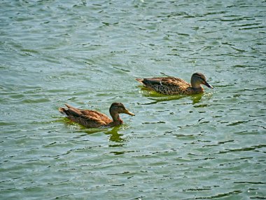 Sonbaharda nehirde bir ördek sürüsü