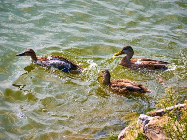 Sonbaharda nehirde bir ördek sürüsü. genel plan