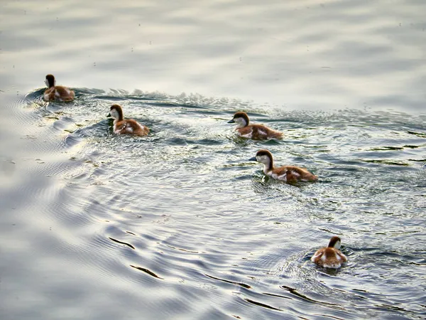 Bando Patos Selvagens Num Rio Outono — Fotografia de Stock