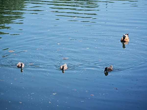 Bando Patos Selvagens Num Rio Outono — Fotografia de Stock