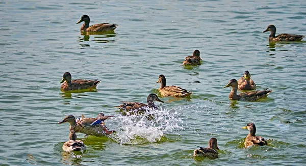 Bando Patos Selvagens Num Rio Outono — Fotografia de Stock