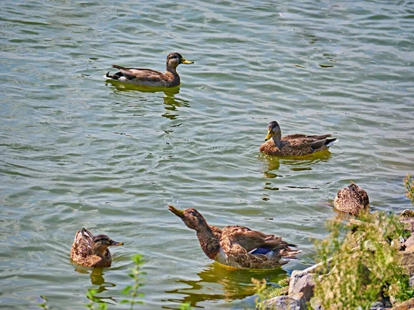 Troupeau Canards Sauvages Sur Une Rivière Automne — Photo