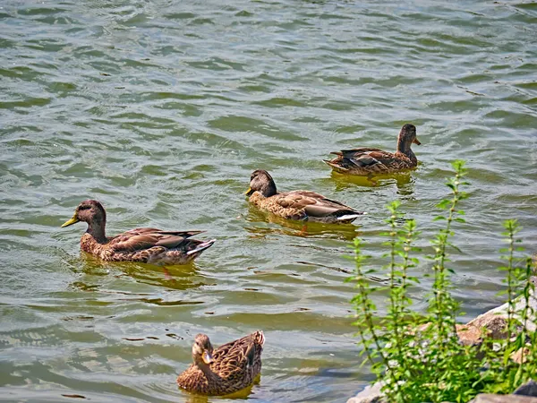 Eine Herde Wildenten Auf Einem Fluss Herbst — Stockfoto