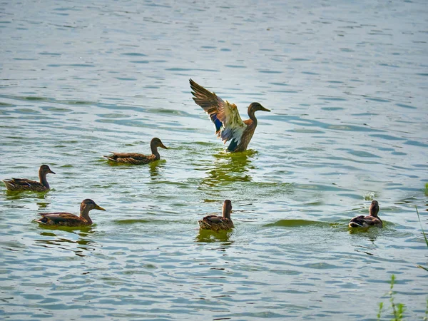 Ente Wasser Flattert Mit Den Flügeln — Stockfoto