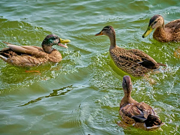 Flock Wild Ducks River Fall — Stock Photo, Image