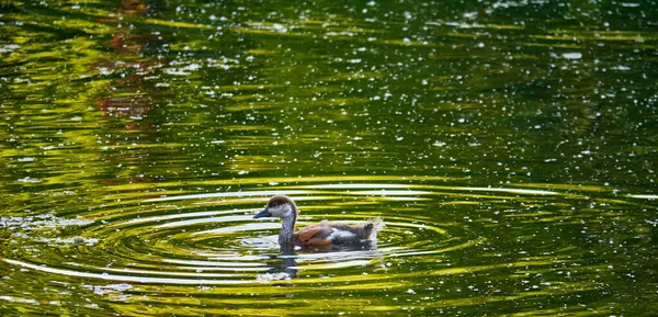 Pato selvagem nadando em água do lago claro no parque de verão. plano geral — Fotografia de Stock