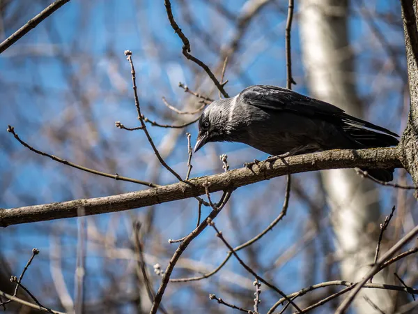 Птах Джекпоту Сидить Гілці Дерева — стокове фото
