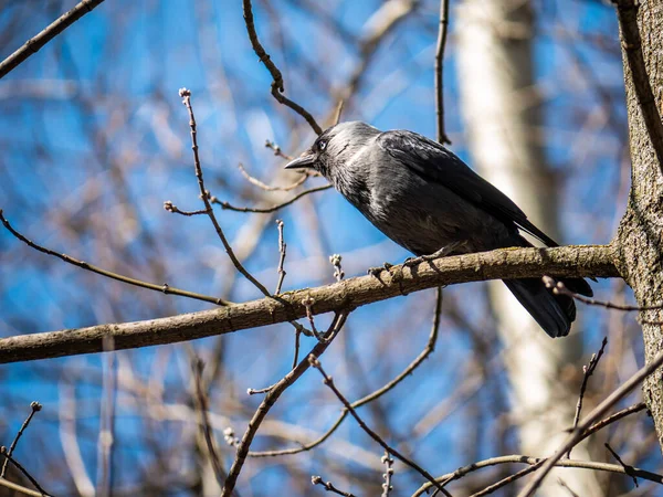 Птах Джекпоту Сидить Гілці Дерева — стокове фото