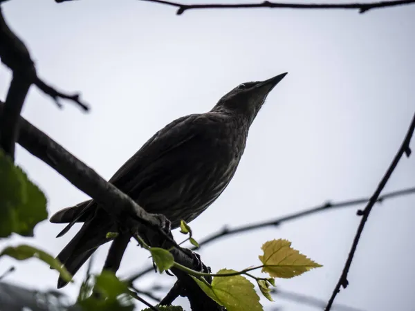 Widok Formularz Poniżej Brązowy Ptak Siedzi Gałęzi Drzewa — Zdjęcie stockowe