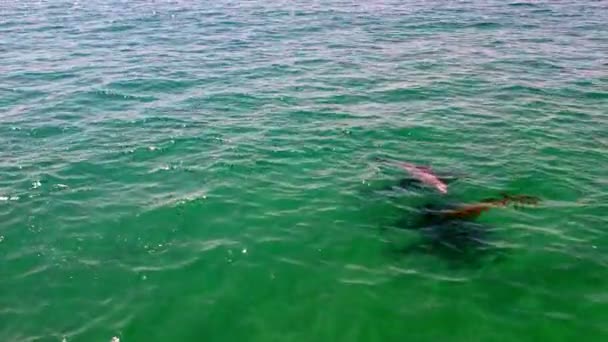Incredibili delfini che nuotano nell'oceano. piano generale. video dal dron. Stati Uniti California — Video Stock
