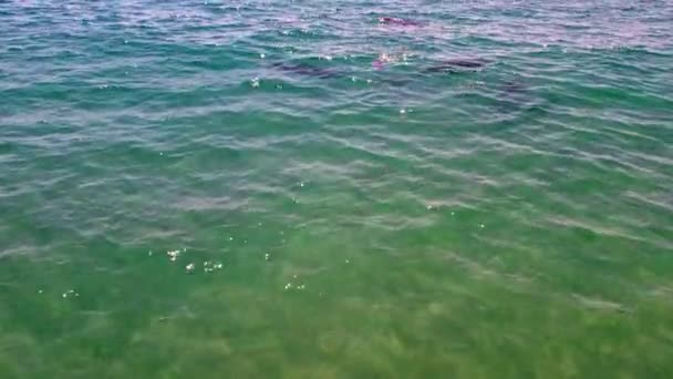 Удивительные дельфины плавают в океане. генеральный план. видео с дрона. Сша Калифорния — стоковое видео