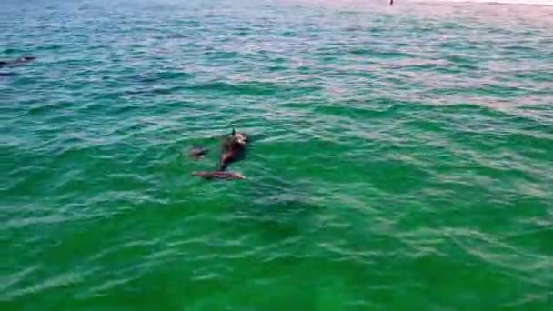 Καταπληκτικά δελφίνια κολυμπούν στον ωκεανό. γενικό σχέδιο. Βίντεο από τον Ντρόν. Usa Καλιφόρνια — Αρχείο Βίντεο