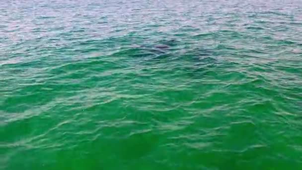 Golfinhos incríveis nadando no oceano. Plano geral. vídeo do dron. EUA Califórnia — Vídeo de Stock