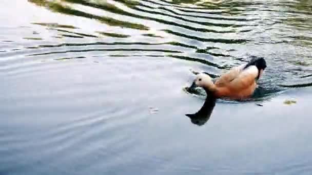 Vild anka som simmar i klart sjövatten i sommarparken. Allmän plan — Stockvideo
