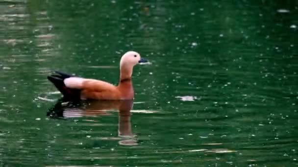 Pato salvaje nadando en el agua clara del lago en el parque de verano. plan general — Vídeos de Stock