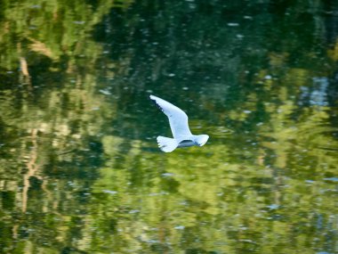 Larus Kachinnans 'ın vahşi yaşam geçmişi bir gölde avlanan martıların, suyun üzerinde uçan ve gagasında balık yakalayan. En iyi fotoğraf..