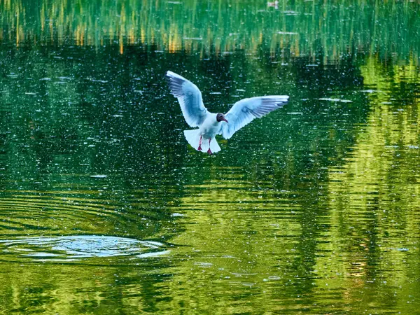 Животный Фон Larus Cachinnans Охотящийся Чайку Пруду Пролетает Над Водой — стоковое фото