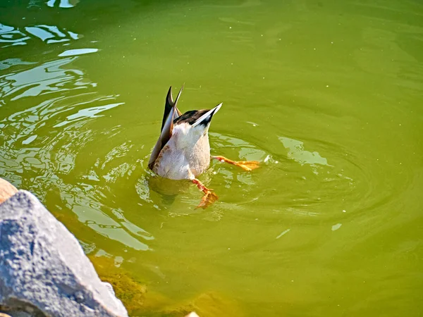 Mallard Duck Diving Water Food — Stock Photo, Image
