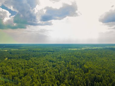 Güneşli yaz gününde, ormanın üzerinde beyaz bulutlar olan mavi gökyüzü.