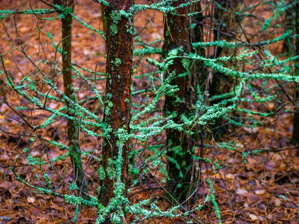 Ramos Uma Árvore Com Fungo Parasita Verde Chamado Líquen Uma — Fotografia de Stock