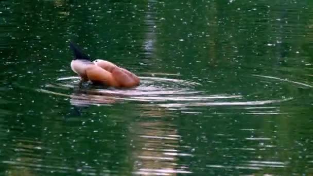 夏天公园里,野鸭在清澈的湖水中游泳.总计划 — 图库视频影像