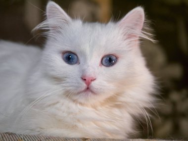 Mavi gözlü beyaz bir kedi. Kediler yaklaşır. loş ışık